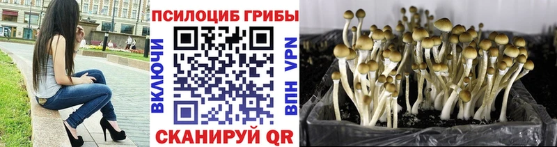 Псилоцибиновые грибы Psilocybe наркота Гусев